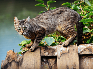 Dressage de chat